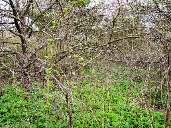 Underbrush Clearing in Great Falls