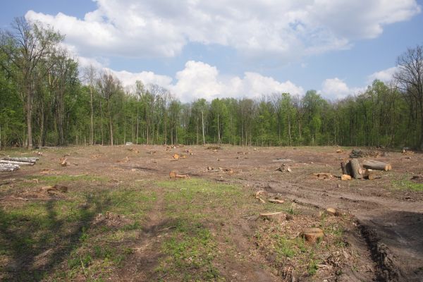 Pasture Clearing in Great Falls