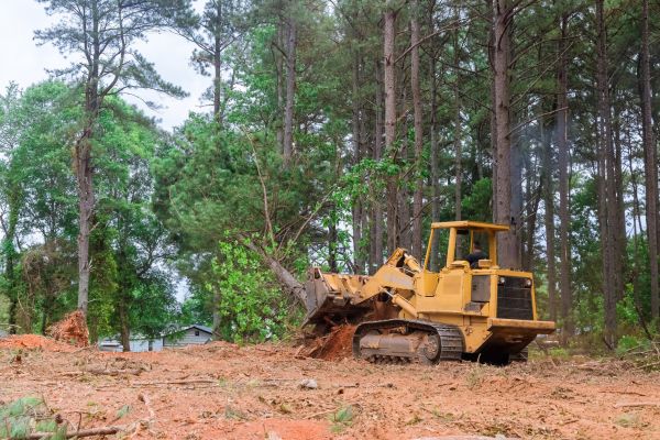 Forest Thinning in Great Falls