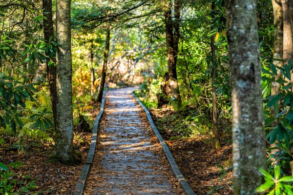 Cost of Trail Clearing in Great Falls