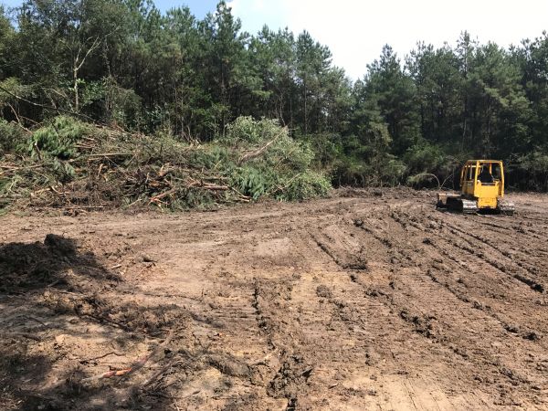 Thicket Clearing in Great Falls
